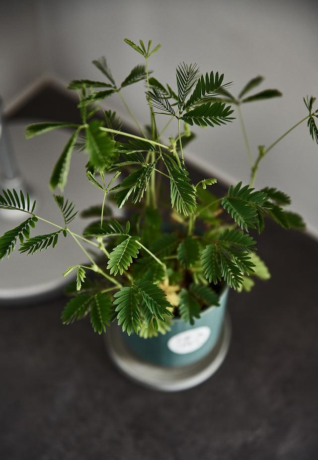 有哪些家居裝飾的點睛之筆讓你的生活變的頗有味道？