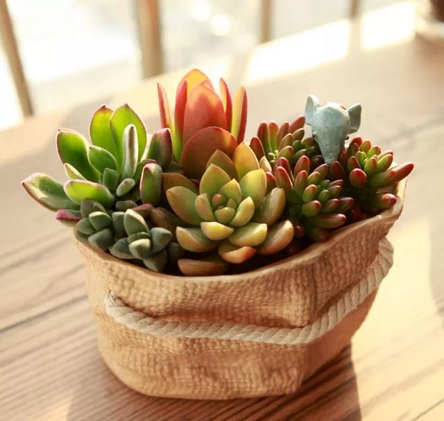 什么樣的盆栽適合家里養?